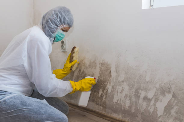 Best Mold Inspection  in Stanfield, NC