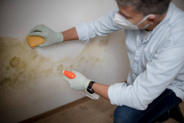 Best Commercial Mold Removal  in Stanfield, NC