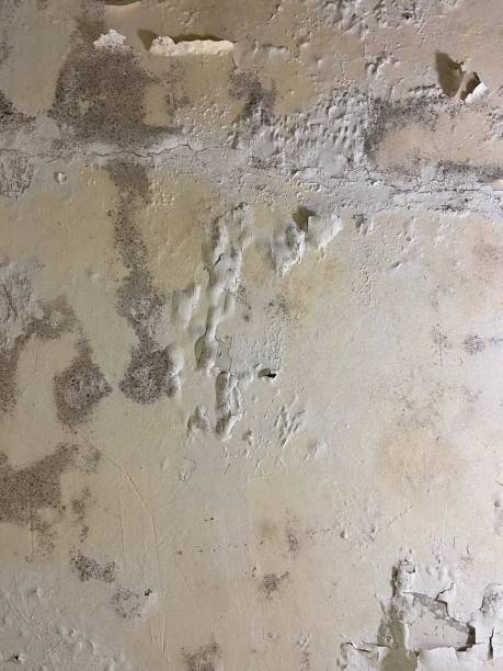 Best Fast Mold Removal  in Stanfield, NC