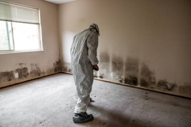 Trusted Stanfield, NC Mold Removal Experts